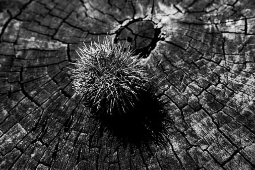 Photography by : Abhiram K